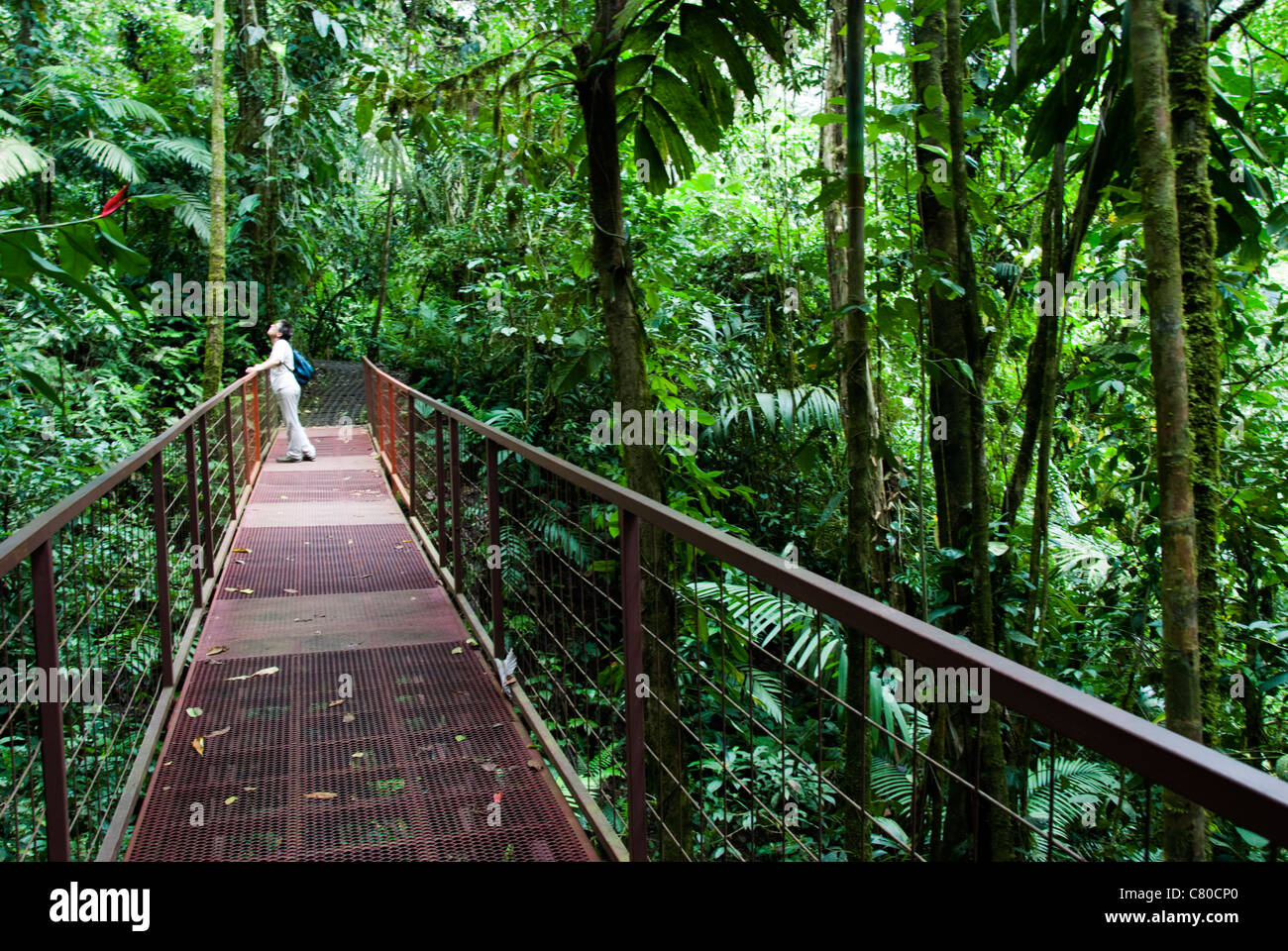 Puente colgante Arenal park, área protegida del bosque lluvioso, cerca al  Parque Nacional Volcán Arenal . Costa Rica. América Central Fotografía de  stock - Alamy