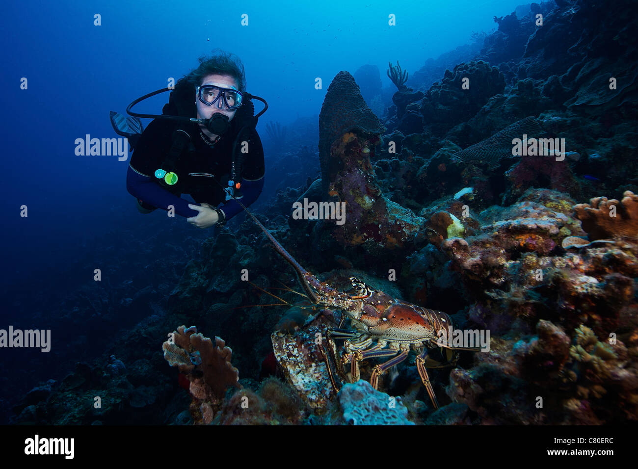 Scuba Diver y una langosta, Bonaire, Mar Caribe, Países Bajos. Foto de stock