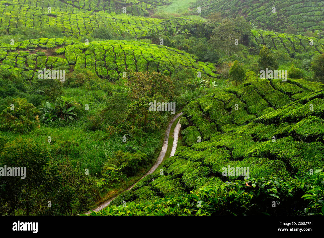 Malasia, Cameron Highlands, plantaciones de té Foto de stock