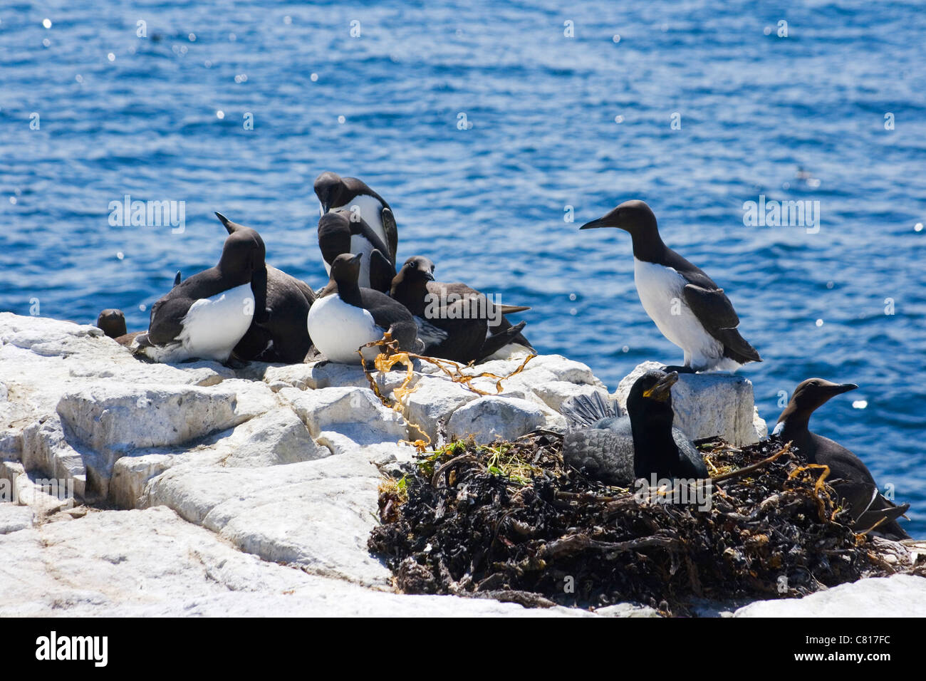 La colonia de pájaros bobos Murres comunes o comunes en las Islas Farne, costa de Northumberland, Inglaterra. Foto de stock