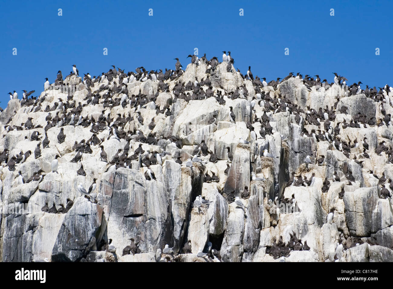 La colonia de pájaros bobos Murres comunes o comunes en las Islas Farne, costa de Northumberland, Inglaterra. Foto de stock