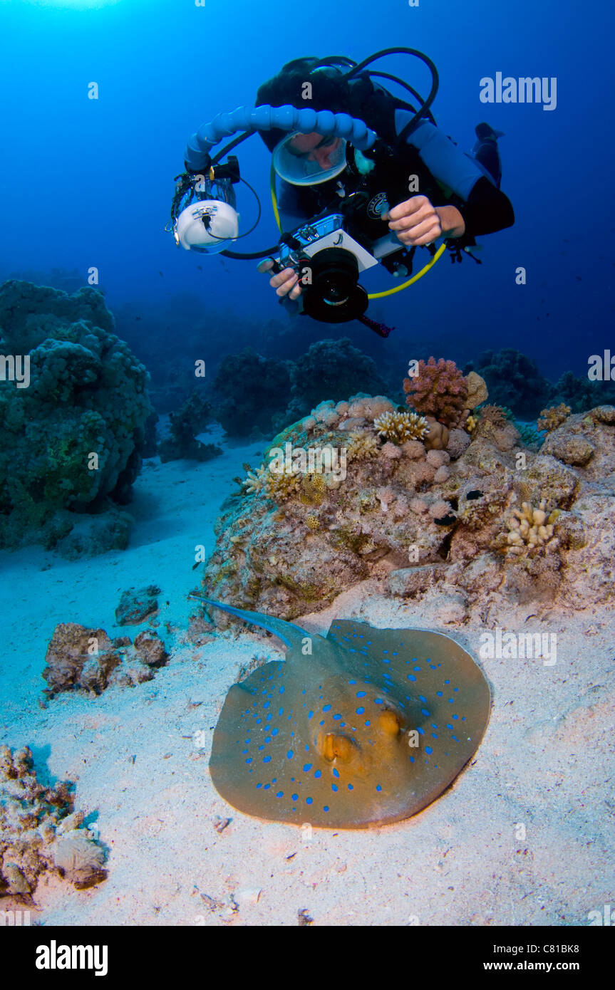 Buceo en el Mar Rojo, diver, diver femeninos, fotógrafo, cámara subacuática, océano, scuba, blue spotted stingray, mar Foto de stock