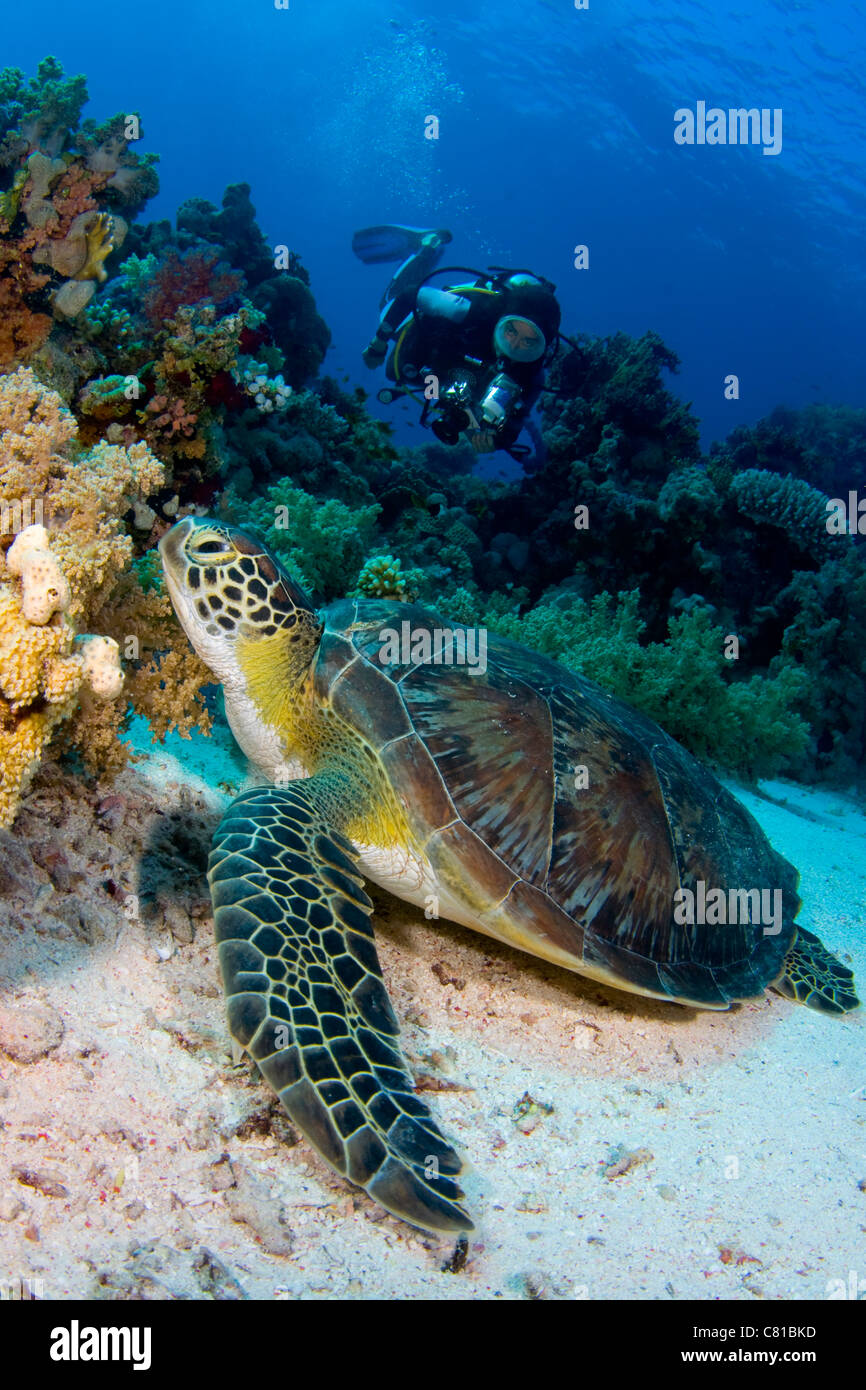 Buceo en el Mar Rojo, bajo el agua, océanos, mares, submarinismo, la tortuga, la vida marina, la vida marina, diver, diver femenino Foto de stock