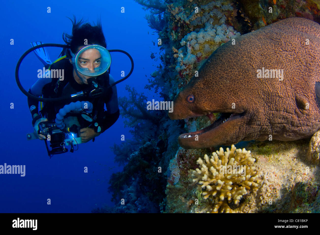 Buceo en el Mar Rojo, diver, diver, hembra morena, cámara, fotógrafo, agua azul océano, buceo, buceo, arrecifes, mar Foto de stock