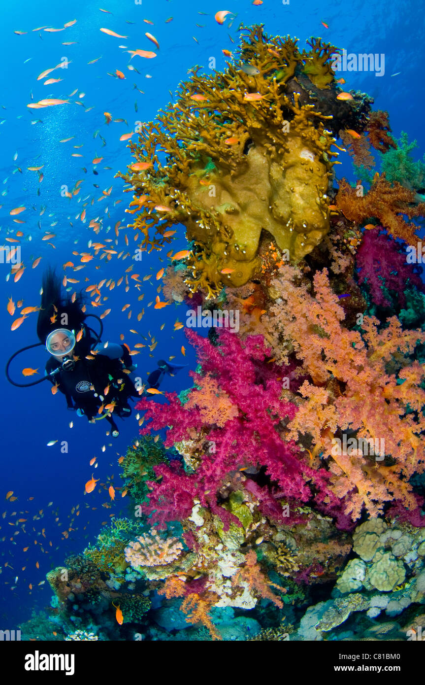 Buceo en el Mar Rojo, diver, diver, hembra máscara oval, colorido, color, agua azul, agua clara, submarinismo, mar, Foto de stock