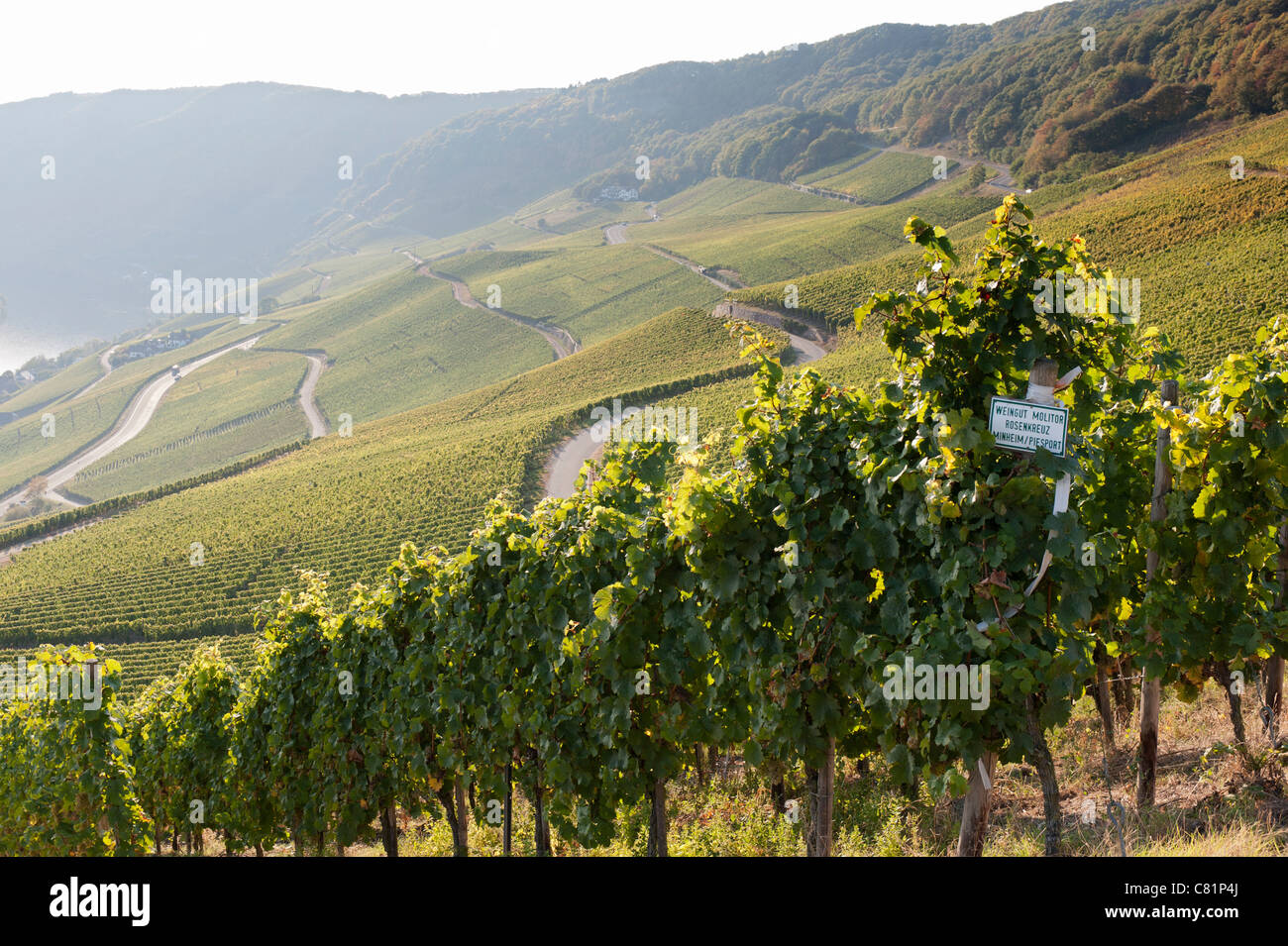 Vista de viñedos en el valle de Mosel en Alemania Foto de stock