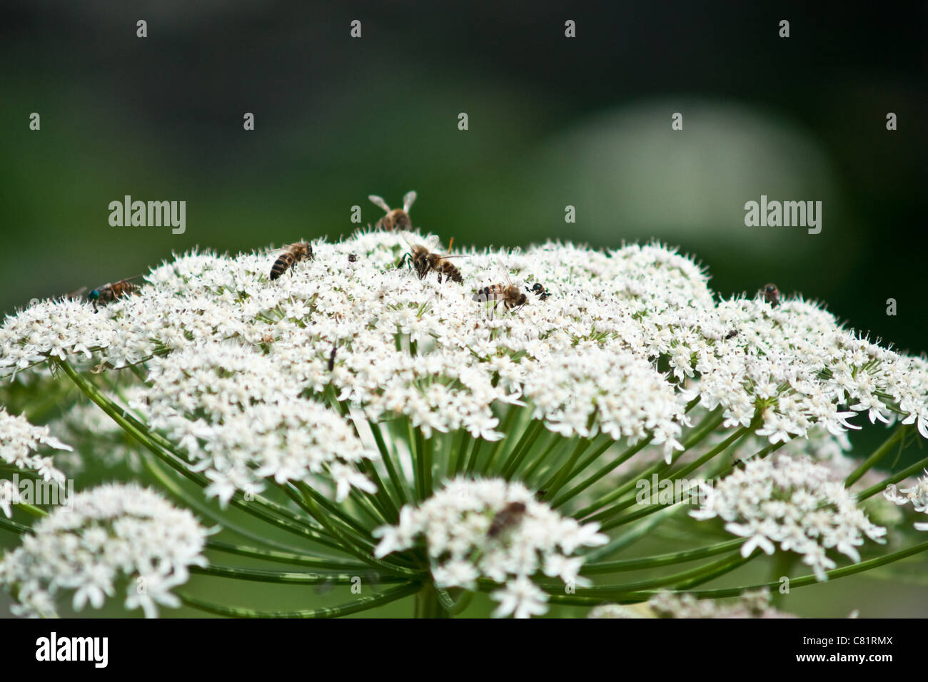 Las abejas recogiendo un néctar de la flor para preparar una miel
