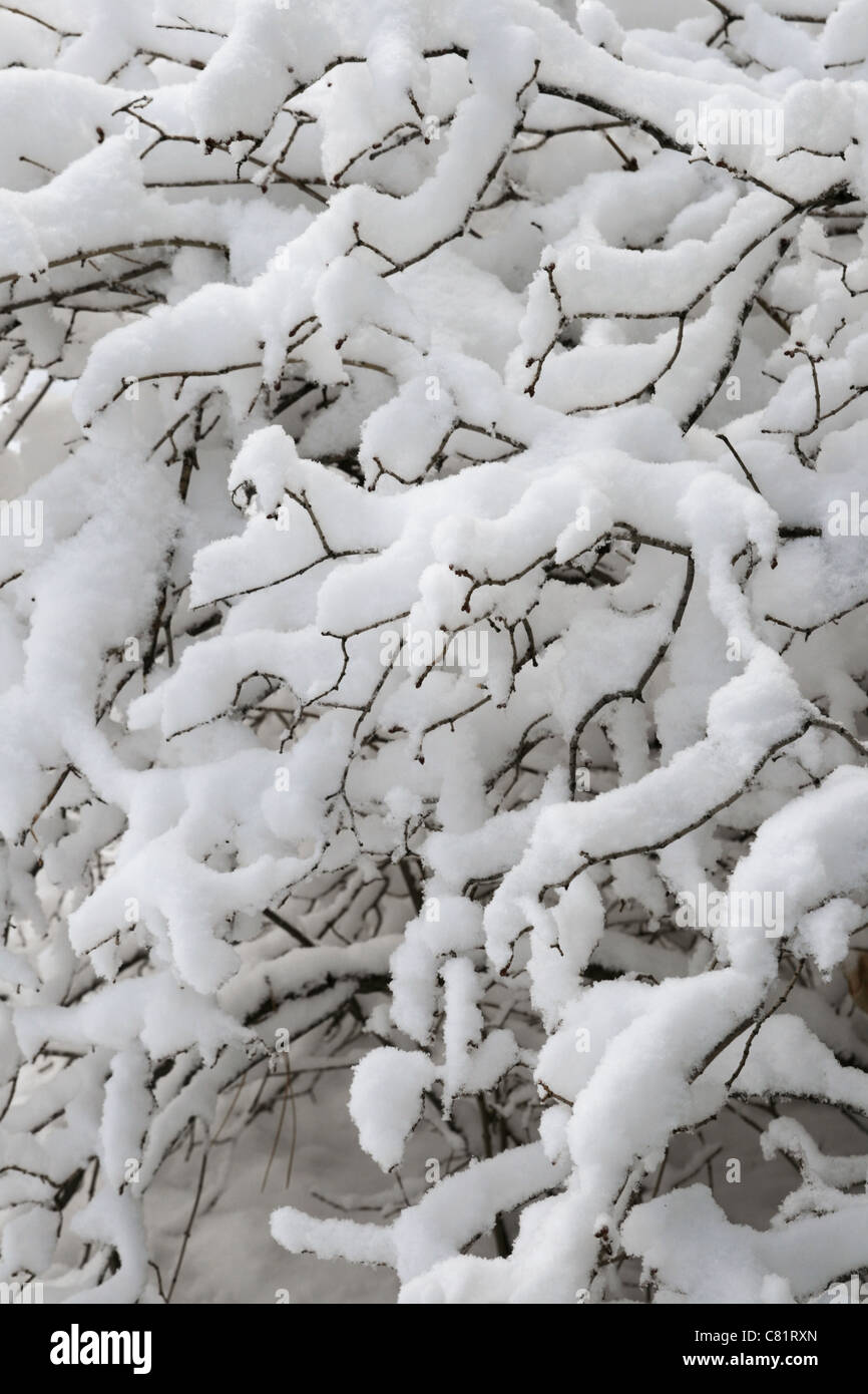 Imagen vertical de las ramas cubiertas de nieve y ramitas Foto de stock