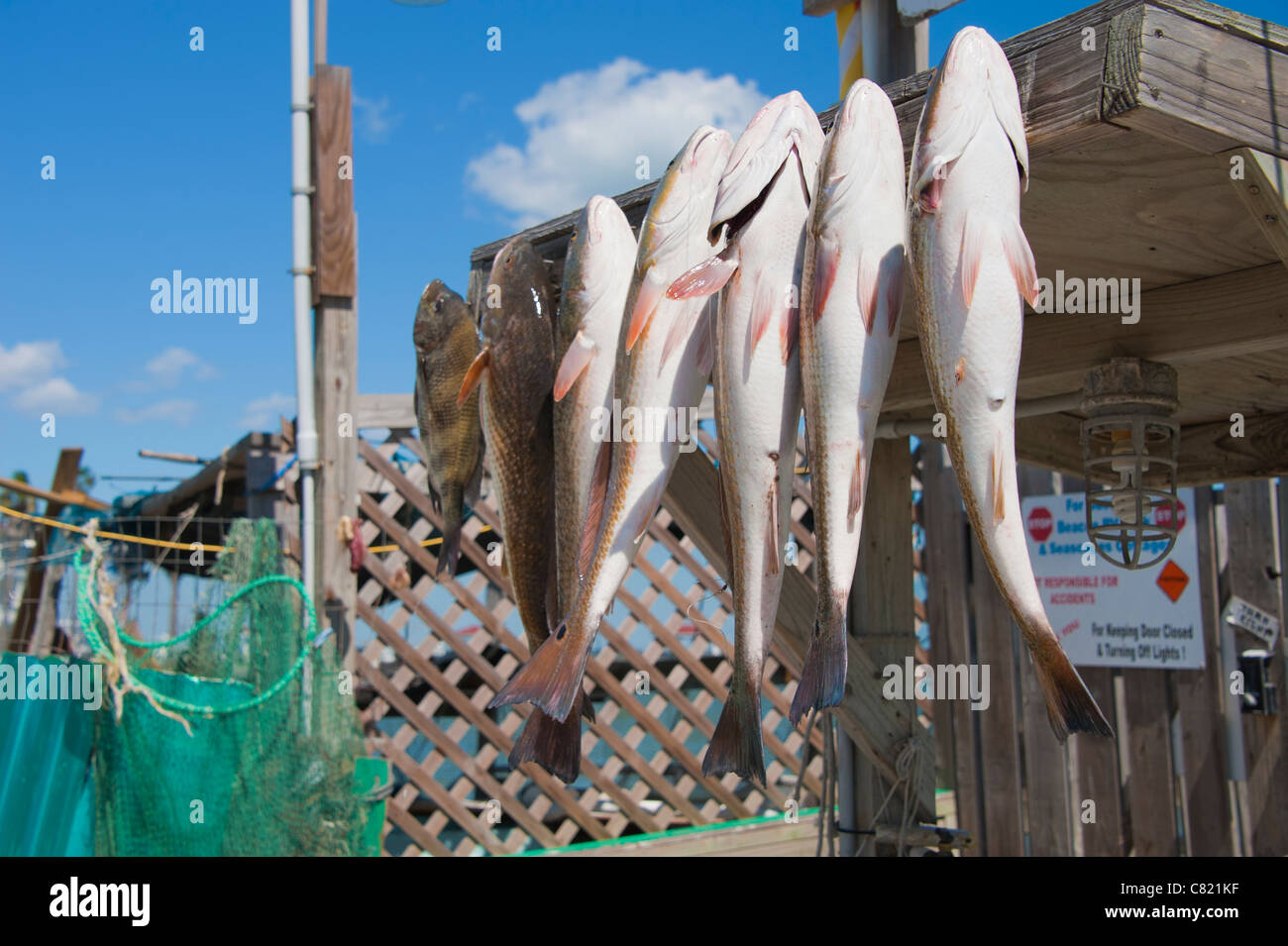 La Gallineta de capturas pesqueras Foto de stock