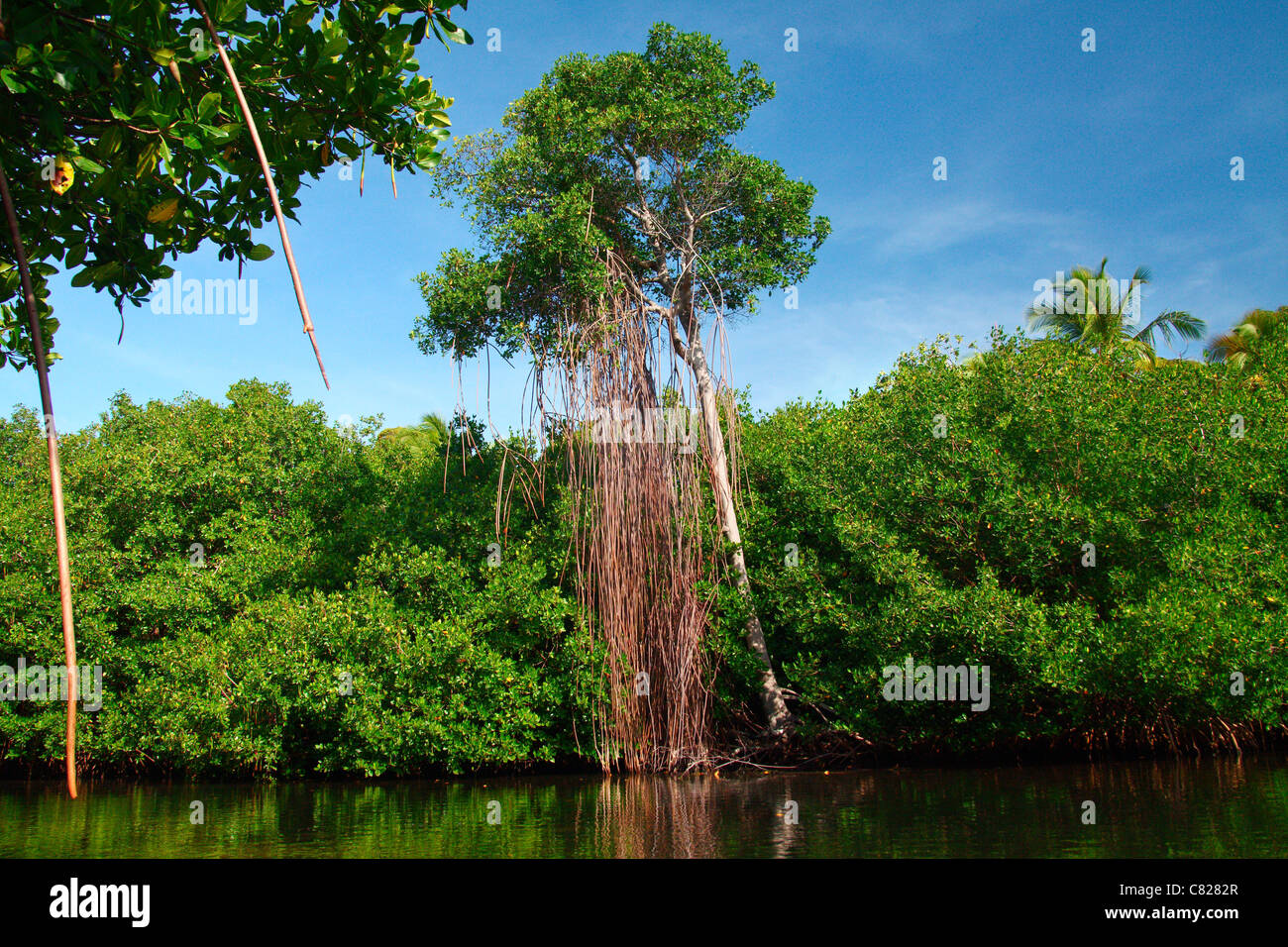 Zona de manglar en la Reserva Natural de Las Cabezas de San Juan en Puerto  Rico Fotografía de stock - Alamy