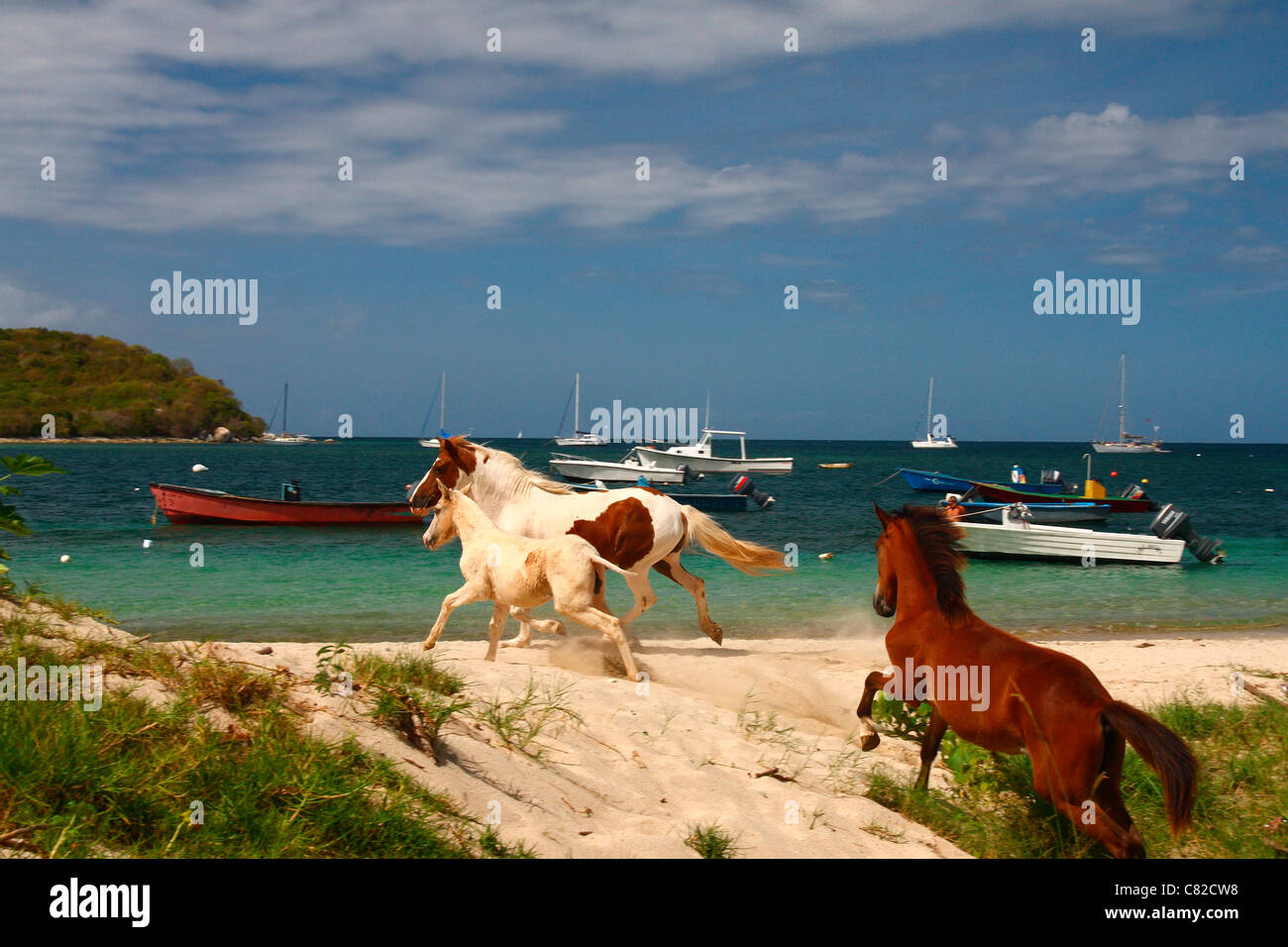 Caballos salvajes en la isla de Vieques en Puerto Rico Fotografía de stock  - Alamy