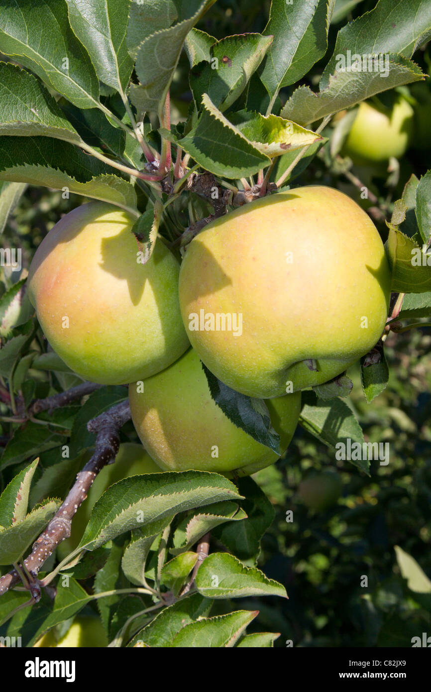 Manzana las manzanas frutas saludables vitaminas tree Foto de stock