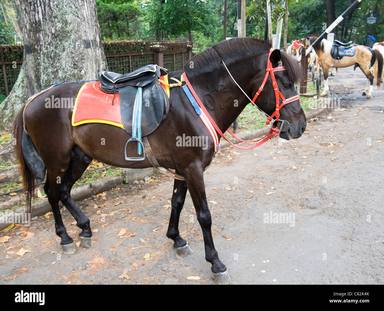 Un caballo Foto de stock