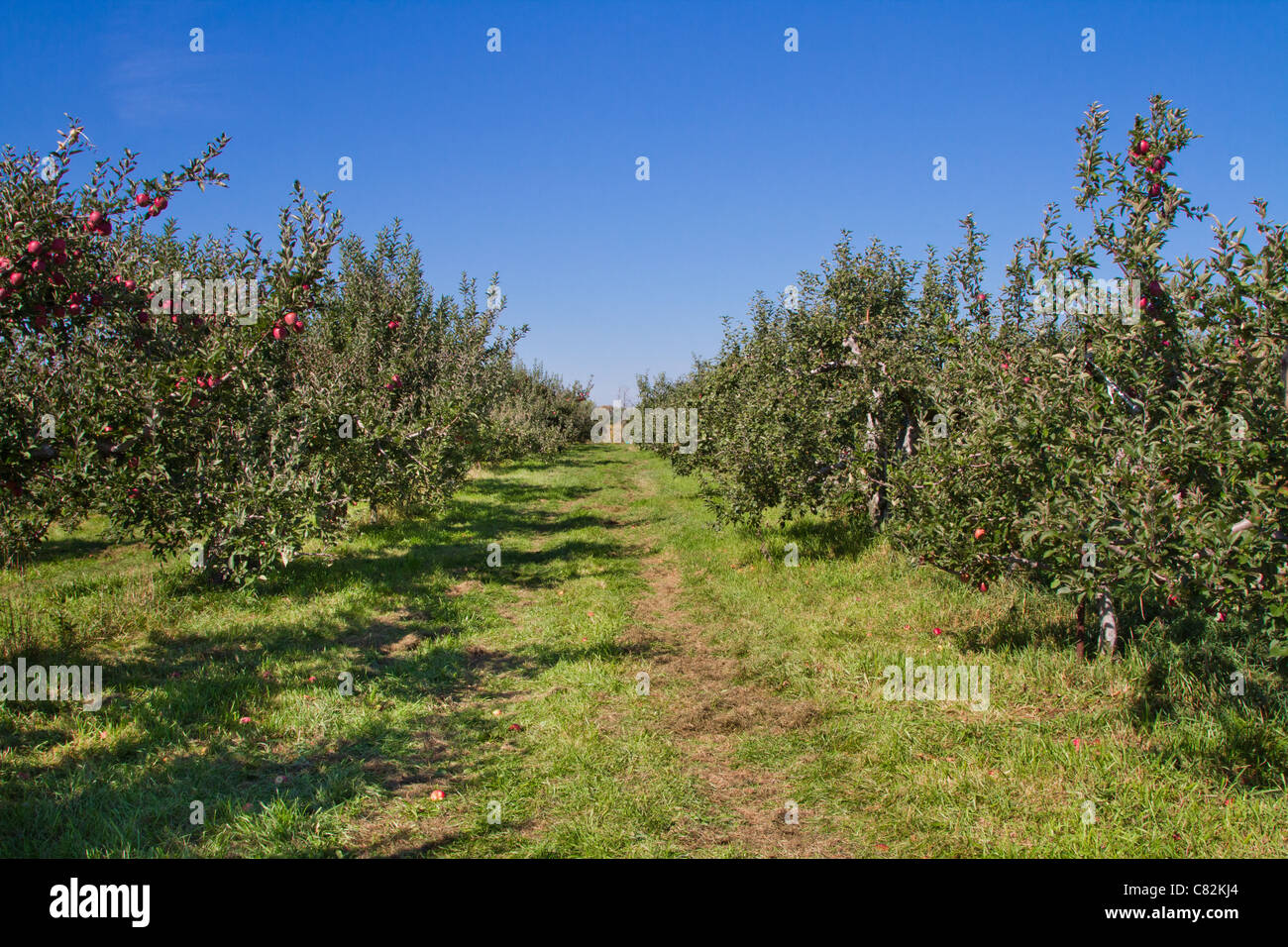 Granja de Frutas huerto de manzanos en flor cosecha grove Foto de stock