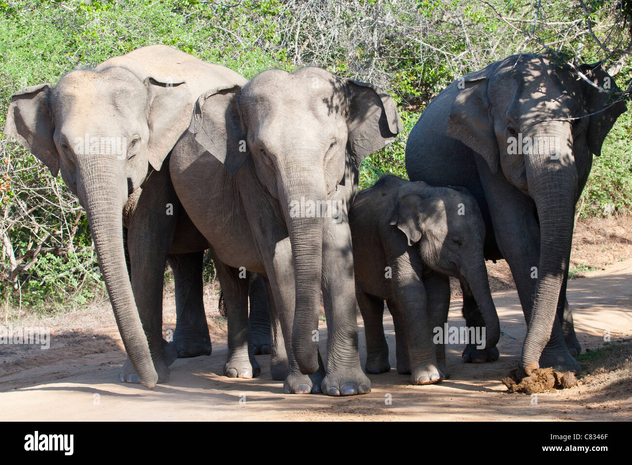 Una manada de elefantes bloquea la carretera en Yala NP, Sri Lanka. Foto de stock