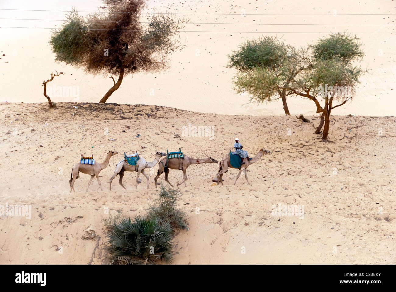 Egipcio con camellos, Asuán, Egipto superior Foto de stock