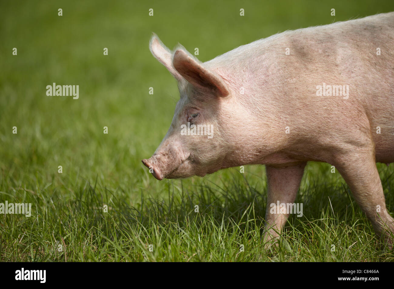Caminar en la hierba de cerdo Foto de stock
