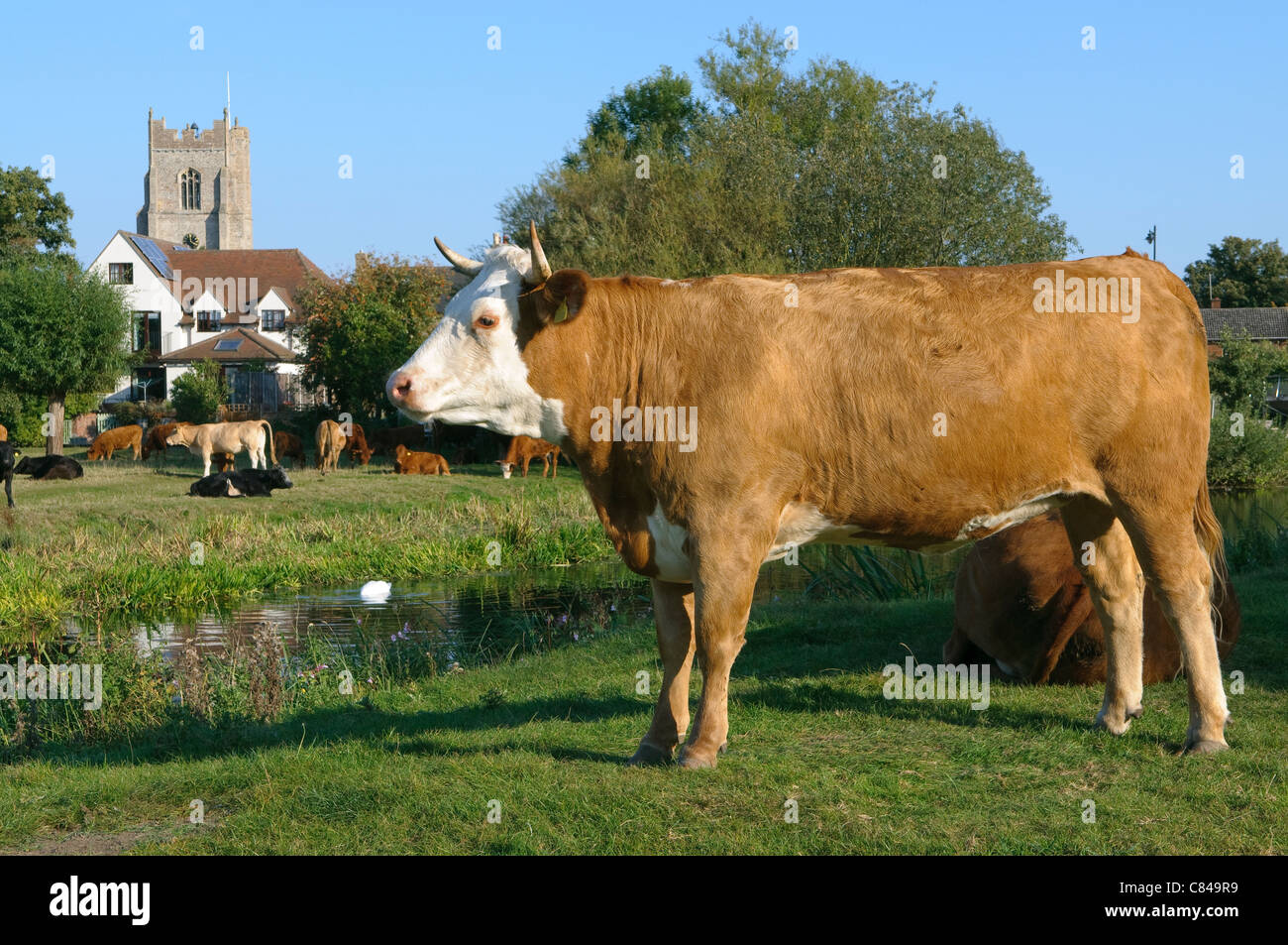 Vacas lecheras en pueblo inglés Foto de stock