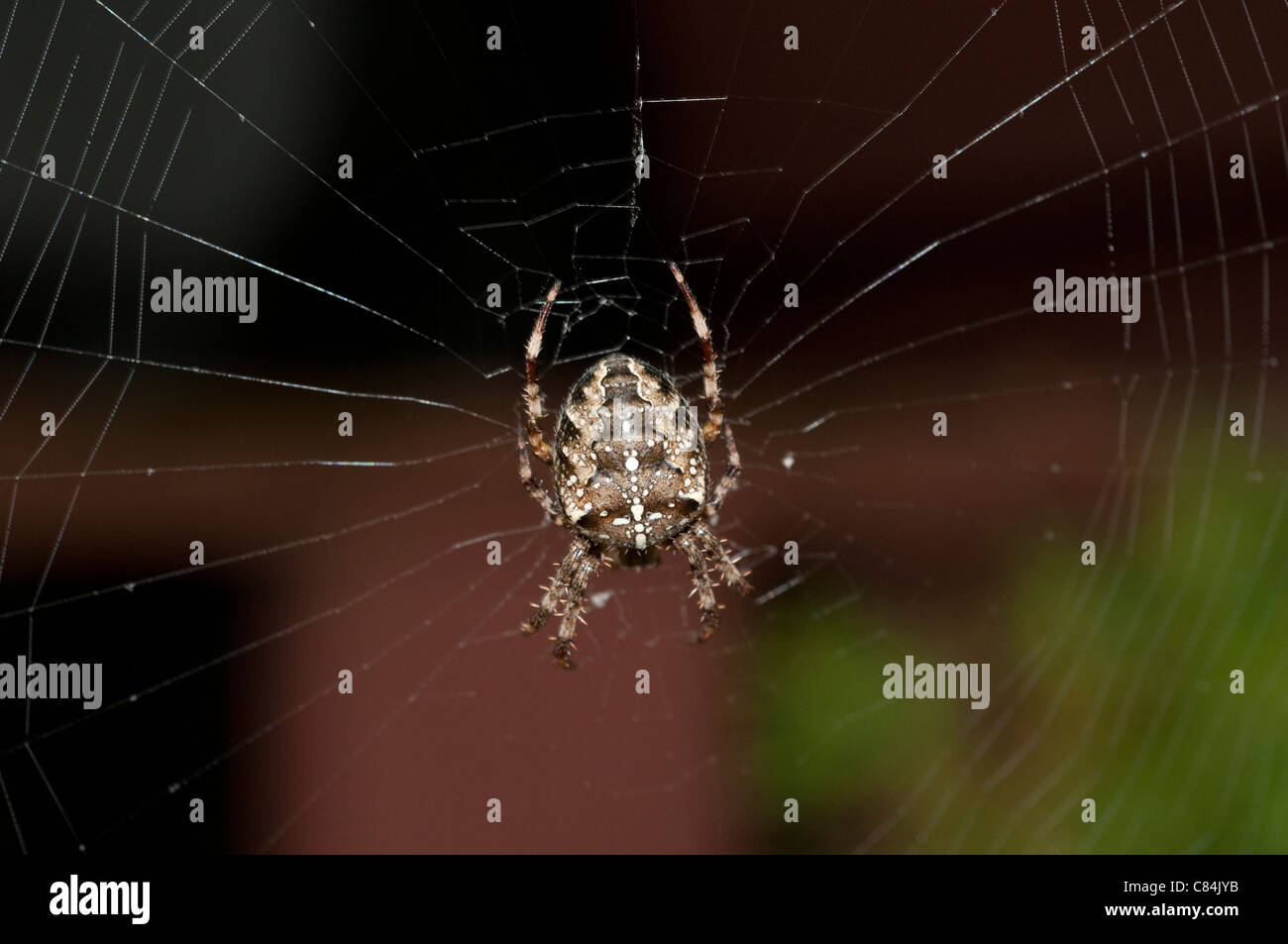 Mujer araña de jardín en la web. Foto de stock