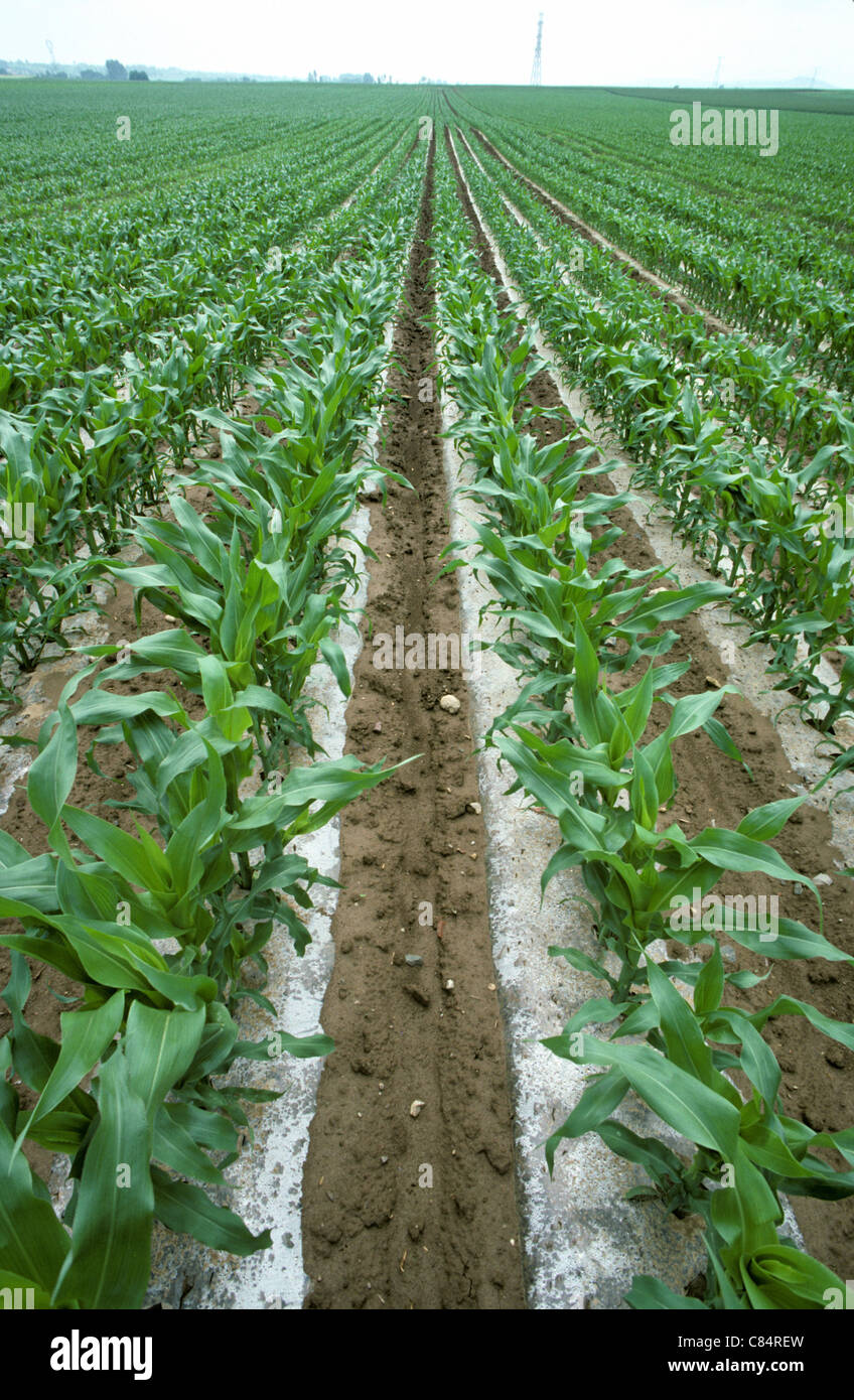 Cosecha de maíz inmaduros en un gran campo en Alsace Lorraine, Francia Foto de stock