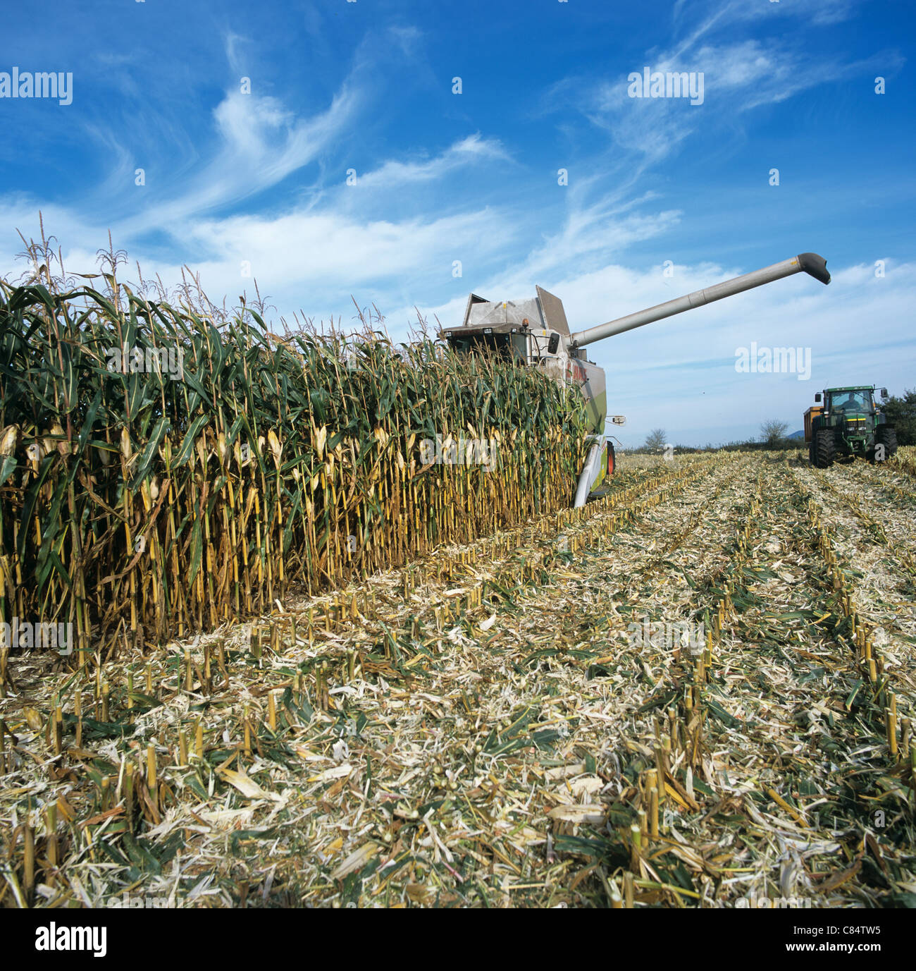 Claas Lexion con cabezal Conspeed desvestido y combinar la cosecha de maíz maduro Foto de stock