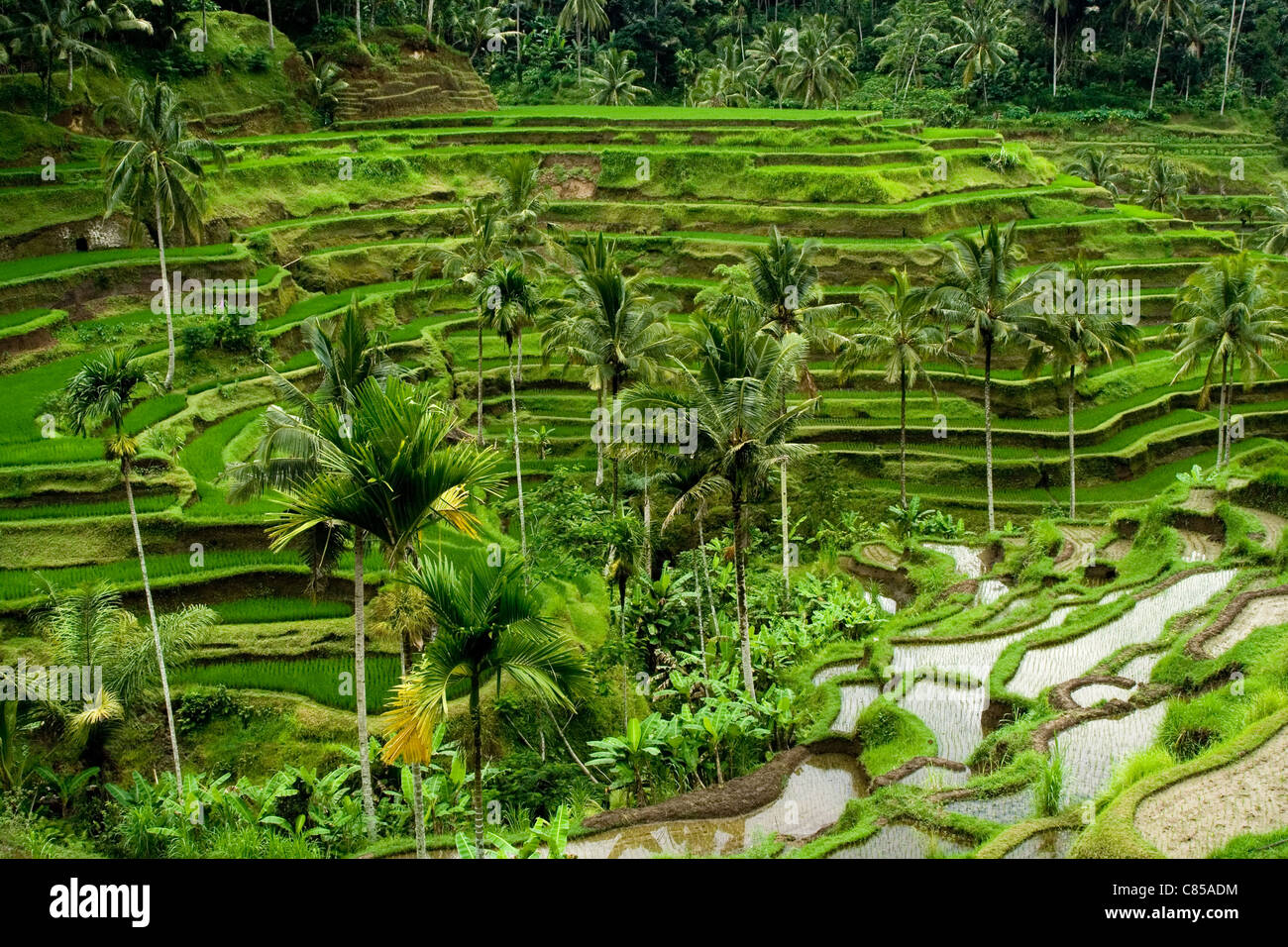Verdes terrazas de arroz en Bali, Indonesia Foto de stock