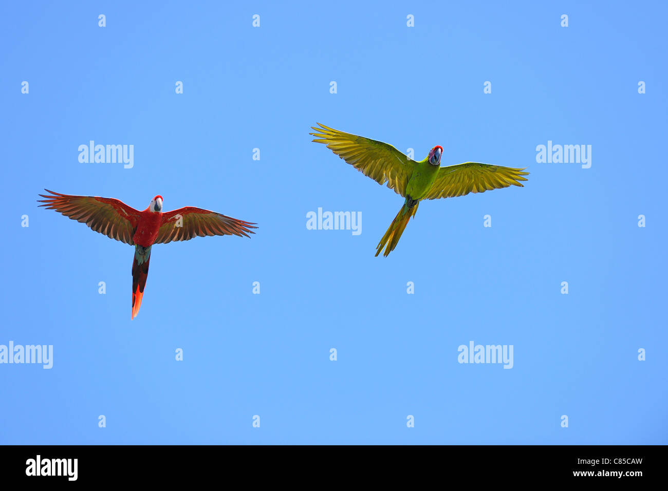 La lapa roja y la Lapa Verde en vuelo, Roatán, Islas de la Bahía, Honduras Foto de stock
