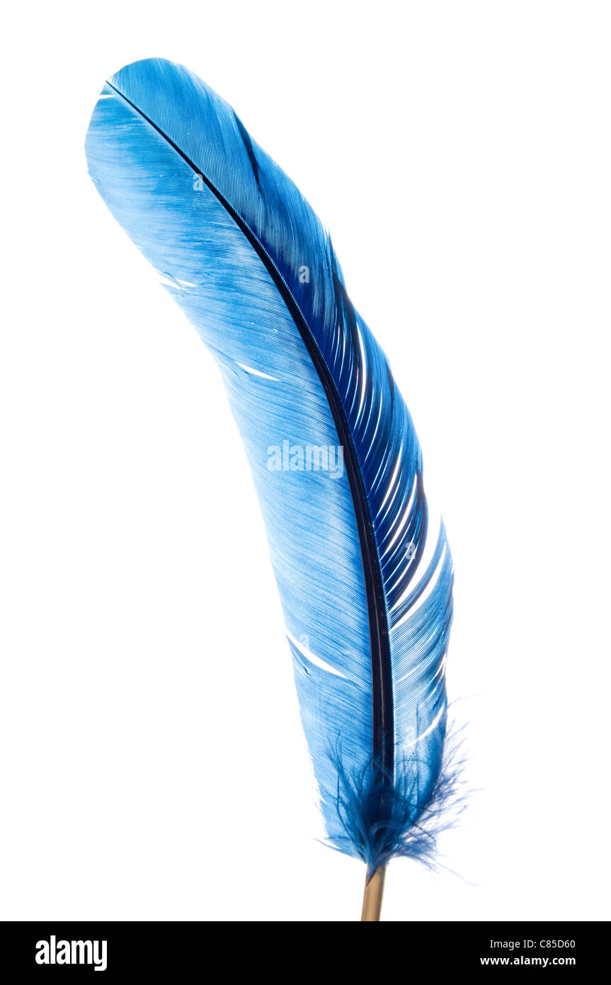 Blue feather fotografías e imágenes de alta resolución - Alamy
