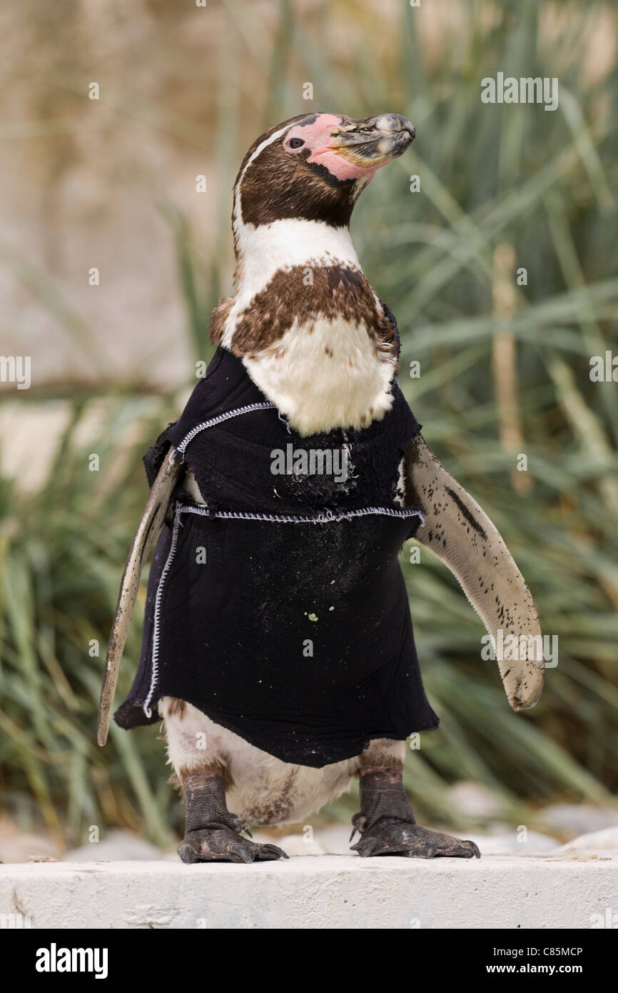 Pingüino de traje de neopreno fotografías e imágenes de alta resolución -  Alamy