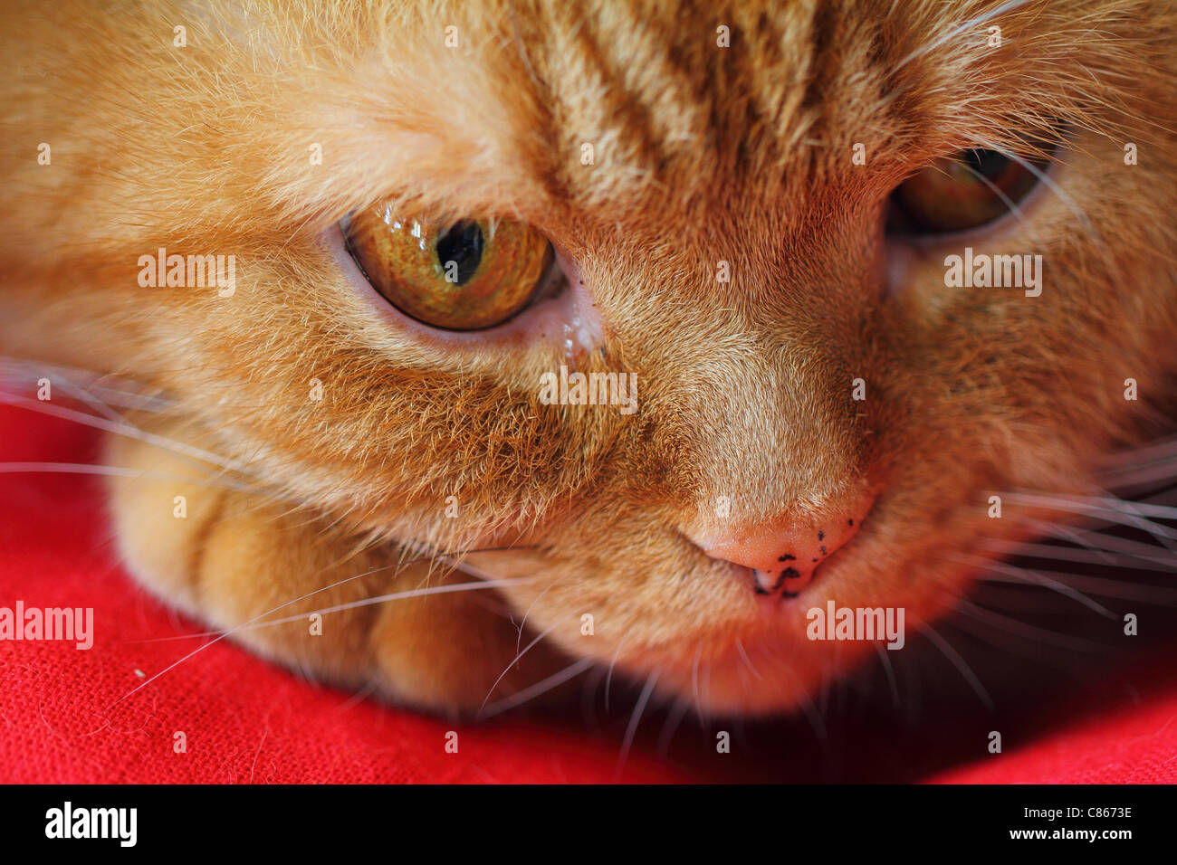 Jengibre British Shorthair cat s amordazar la mufla Foto de stock
