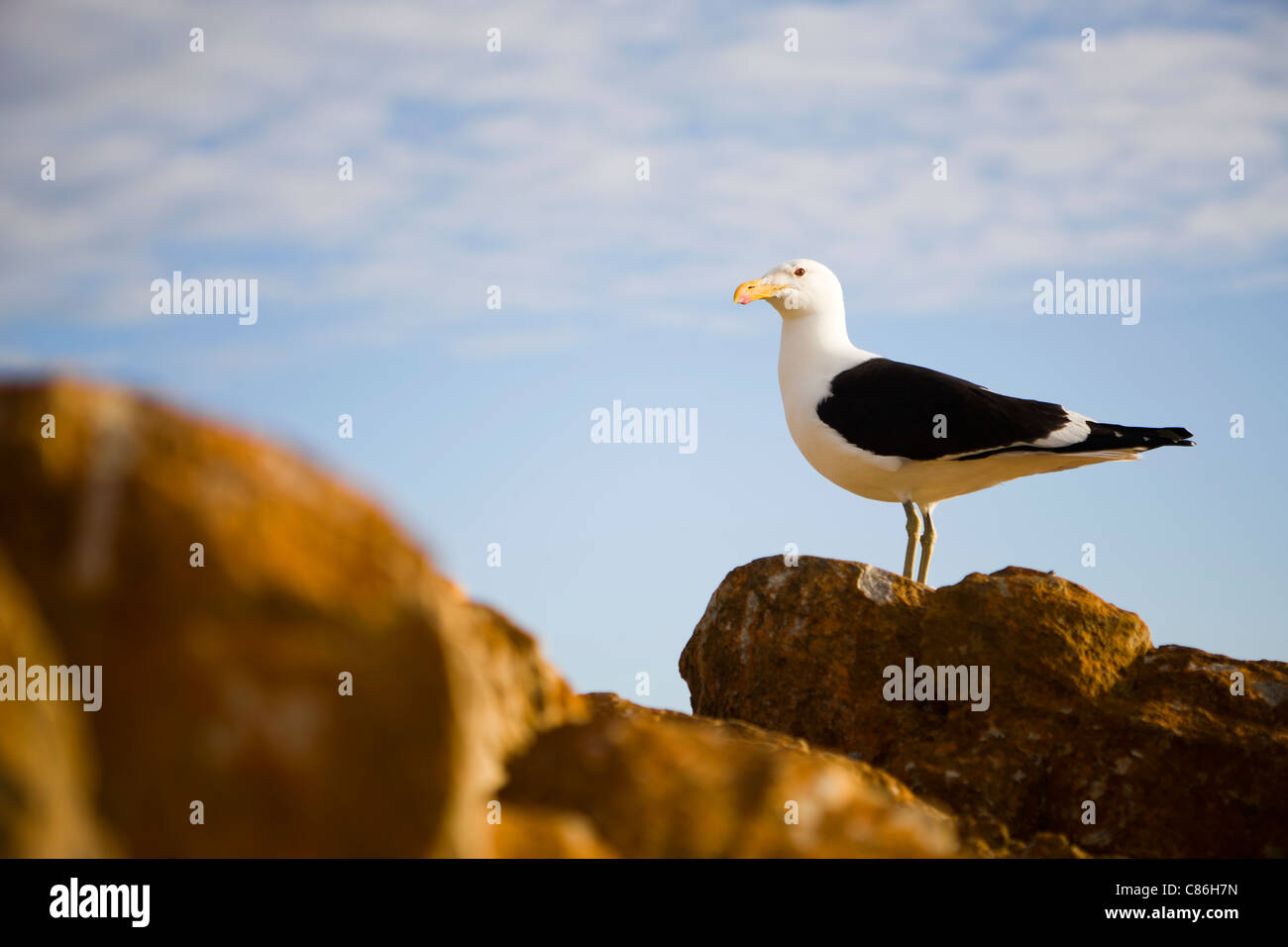Seagull en roca permanente Foto de stock