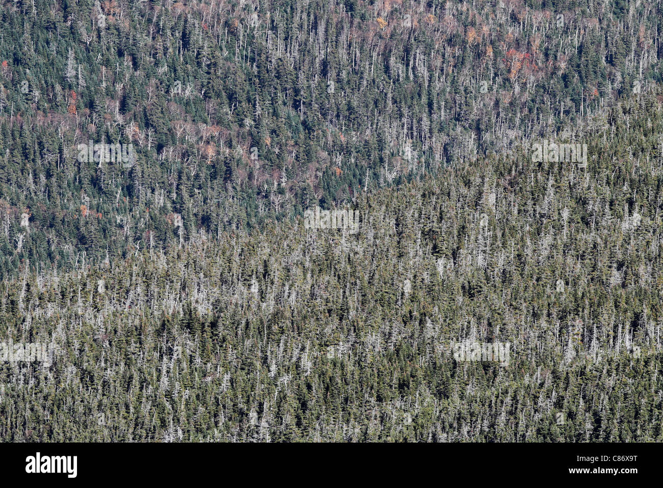 Laderas cubiertas de árboles de pino en el White Mountain National Forest, Nueva Hampshire Foto de stock