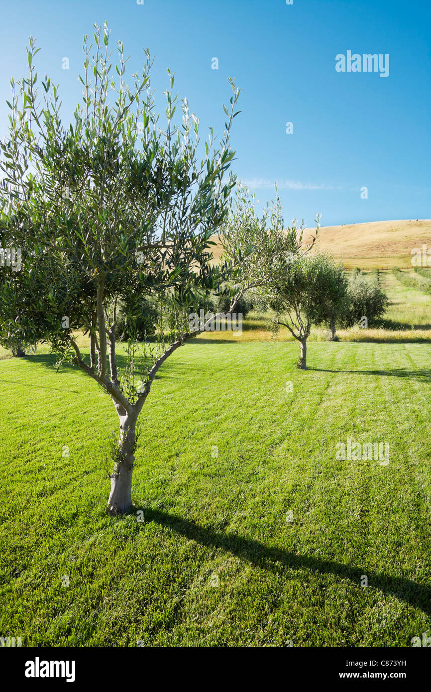 Olivos, Livermore, del Condado de Alameda, California, EE.UU. Foto de stock