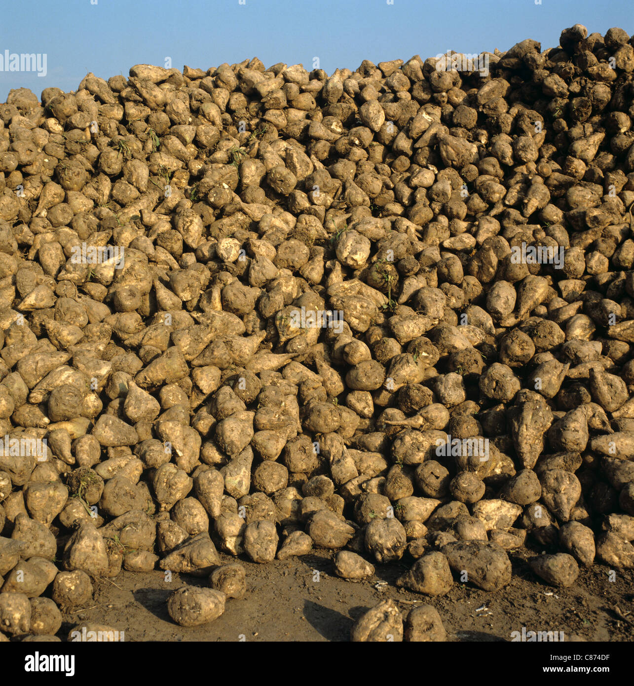 Montón de raíces de remolacha cosechada en espera de recogida por parte de refinería de azúcar Foto de stock
