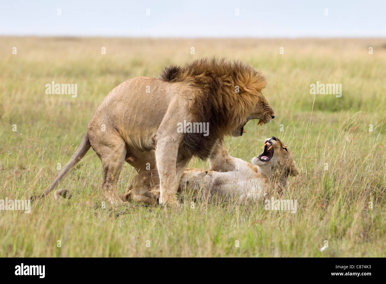 El apareamiento de leones, Reserva Nacional de Masai Mara, Kenya Foto de stock