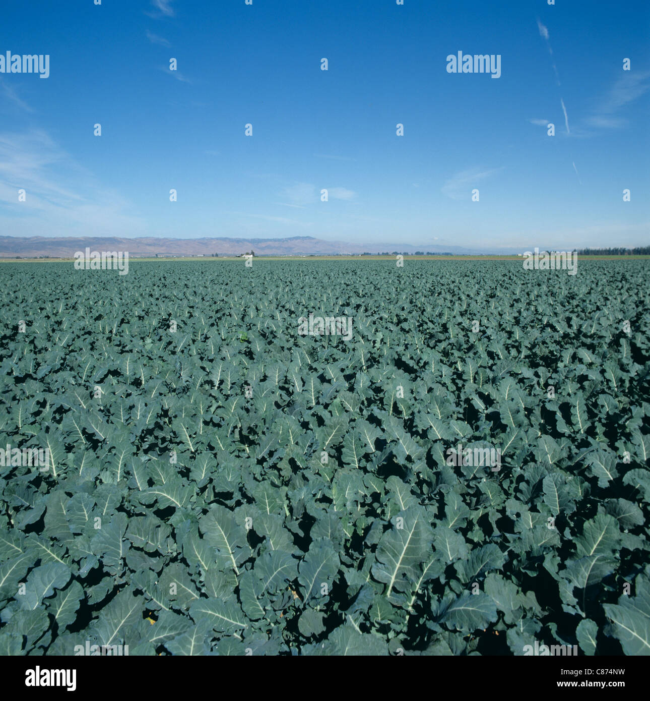 Tierras de cultivo de hortalizas de regadío con un cultivo de brotado inmaduro de bruselas en un campo grande, California, EE.UU Foto de stock
