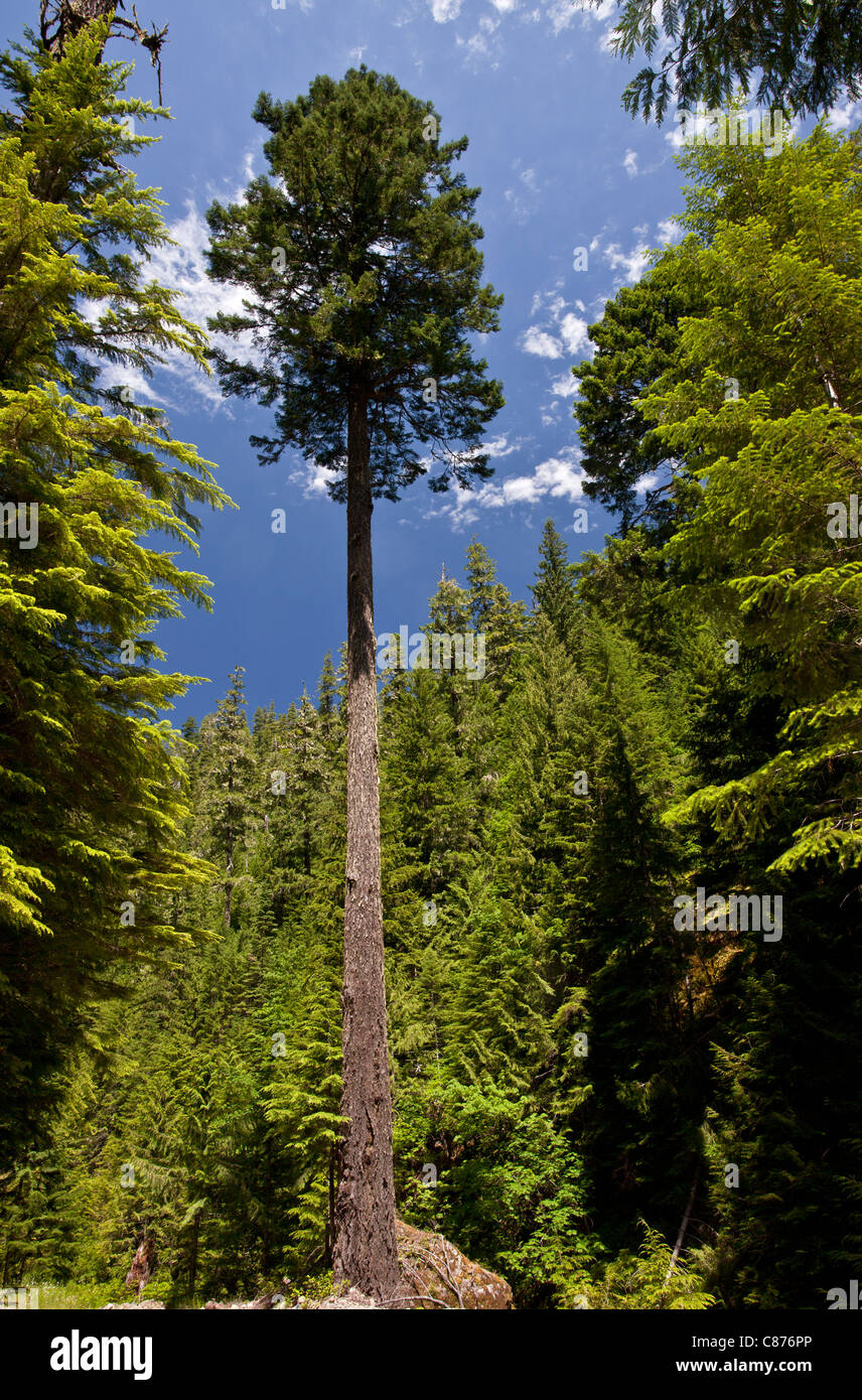 Tall el abeto de Douglas, Pseudotsuga menziesii, en bosques nacionales vírgenes, Oregon central Foto de stock