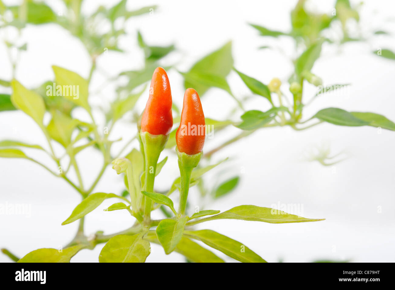 Pimentero arbol fotografías e imágenes de alta resolución - Alamy