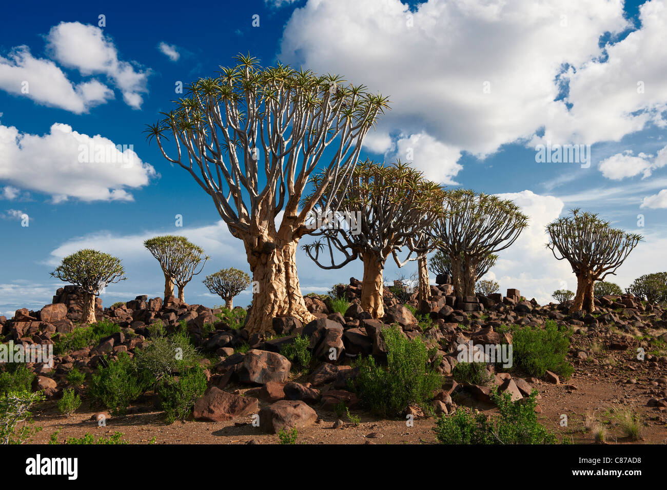 El carcaj de bosque de árboles, Aloe dichotoma, Granja Garas, sitio fósil Mesosaurus, Keetmanshoop, Namibia, África Foto de stock