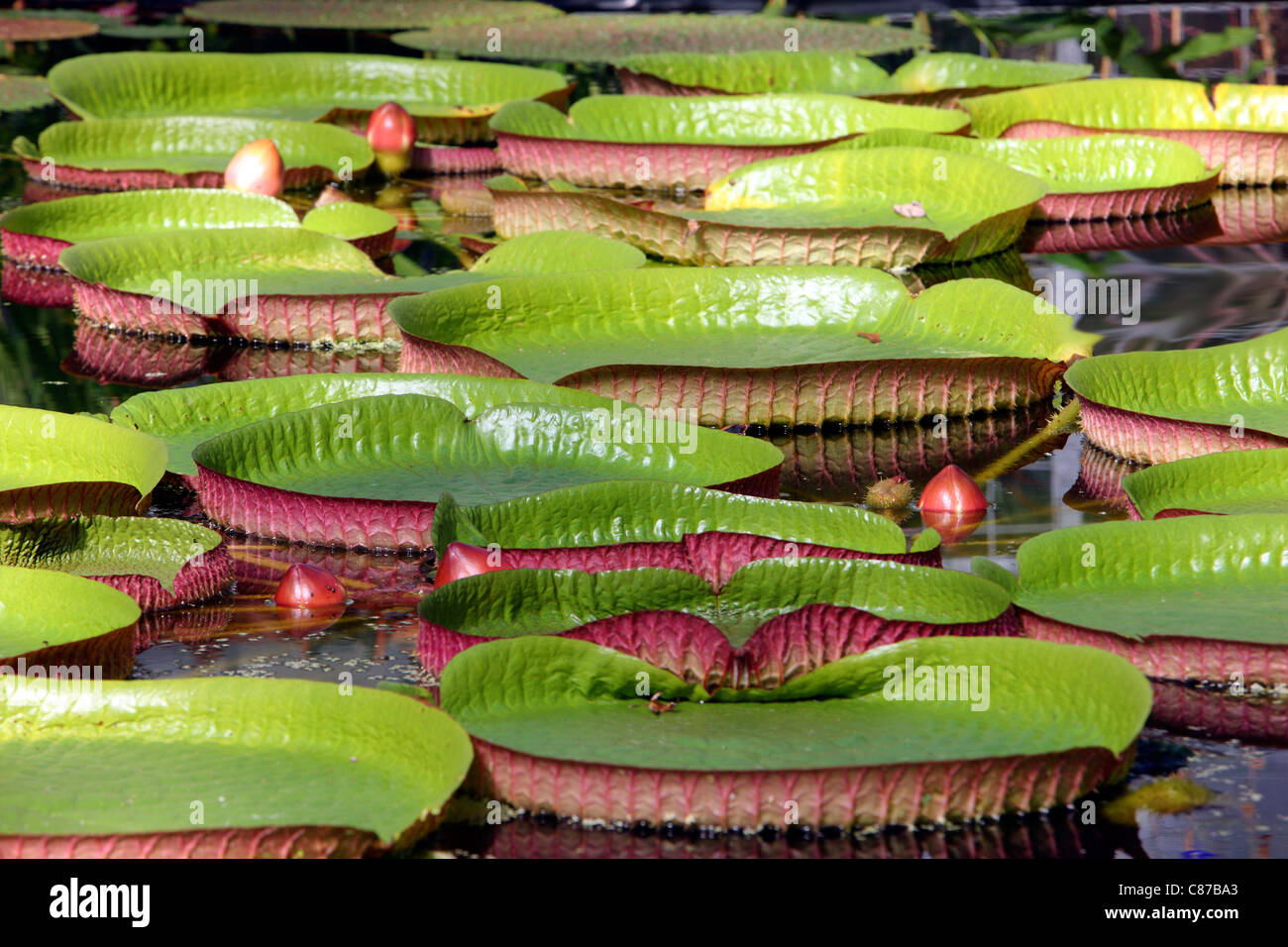 Victoria es un género de lirios de agua, con grandes hojas verdes que flotan en la superficie del agua. Foto de stock