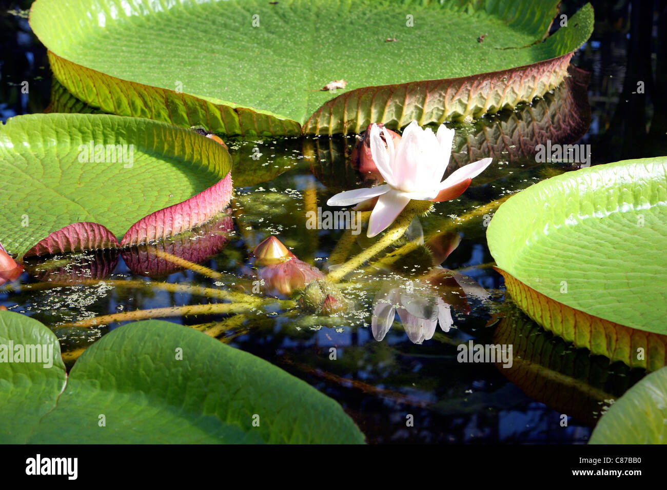 Victoria es un género de lirios de agua, con grandes hojas verdes que flotan en la superficie del agua. Foto de stock
