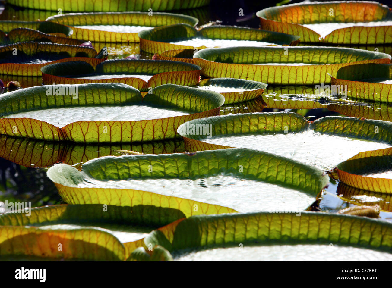 Victoria es un género de lirios de agua, con grandes hojas verdes que flotan en la superficie del agua. Foto de stock