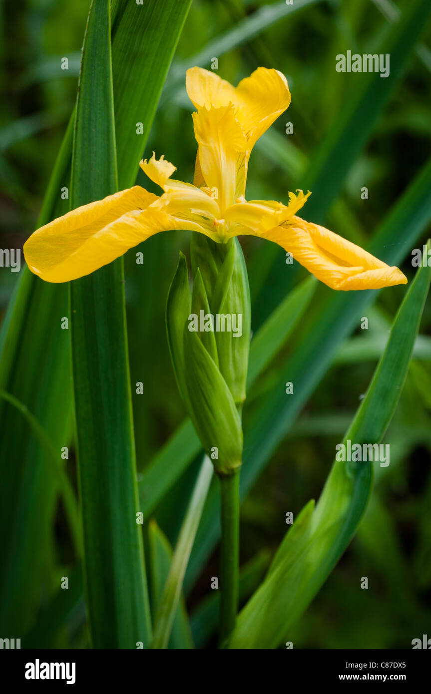 Bandera amarilla iris en flor entre los juncos Fotografía de stock - Alamy
