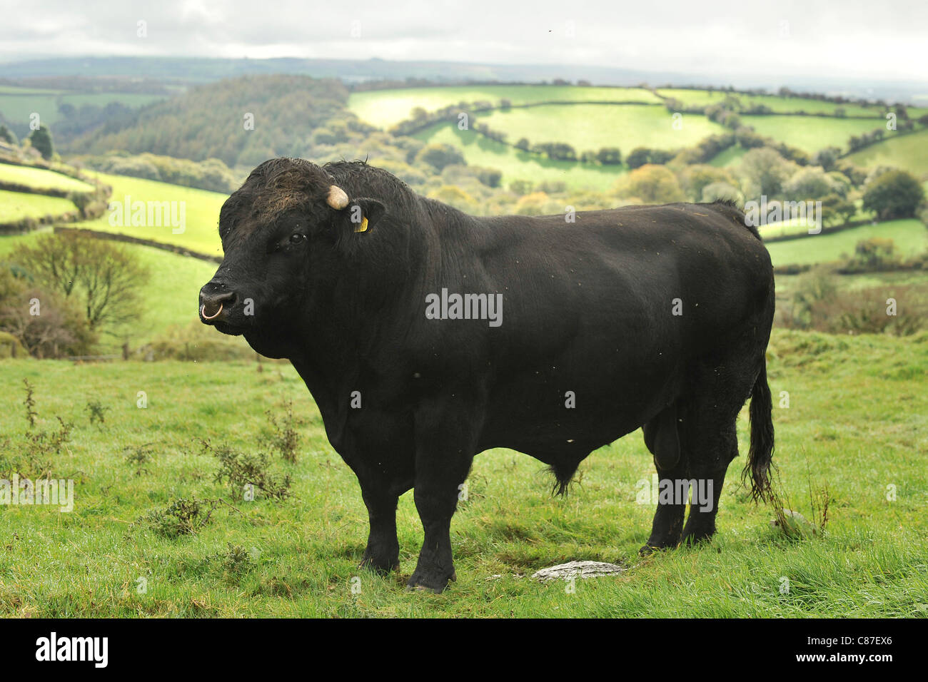 El galés toro negro en la colina con vistas panorámicas Foto de stock