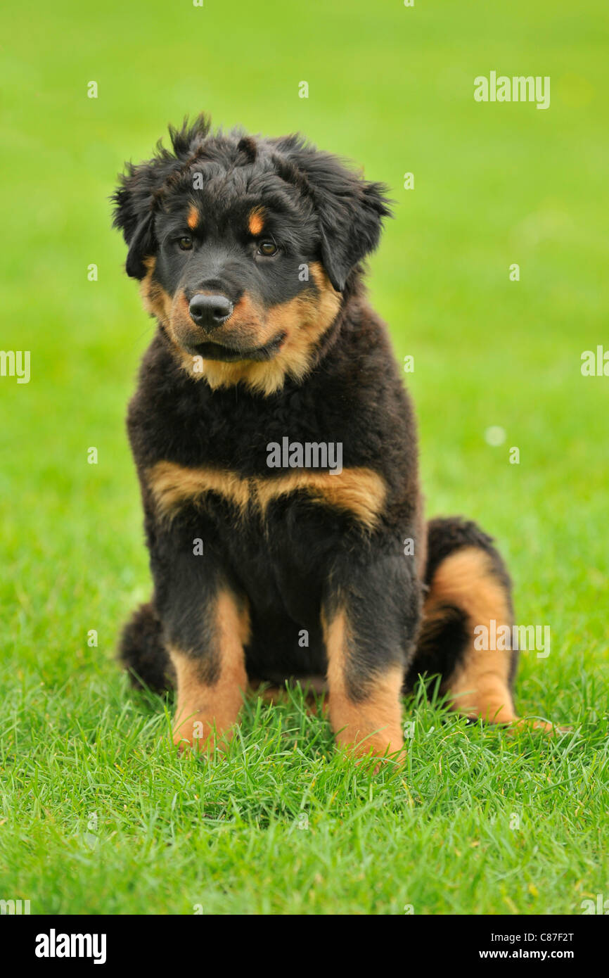 Rottweiler de pelo largo Fotografía de stock - Alamy