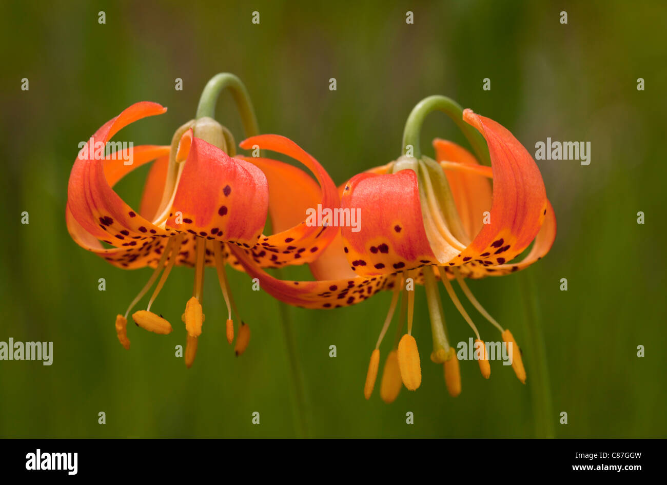 Lily, pantera o Leopardo Lily, Lilium pardalinum Foto de stock