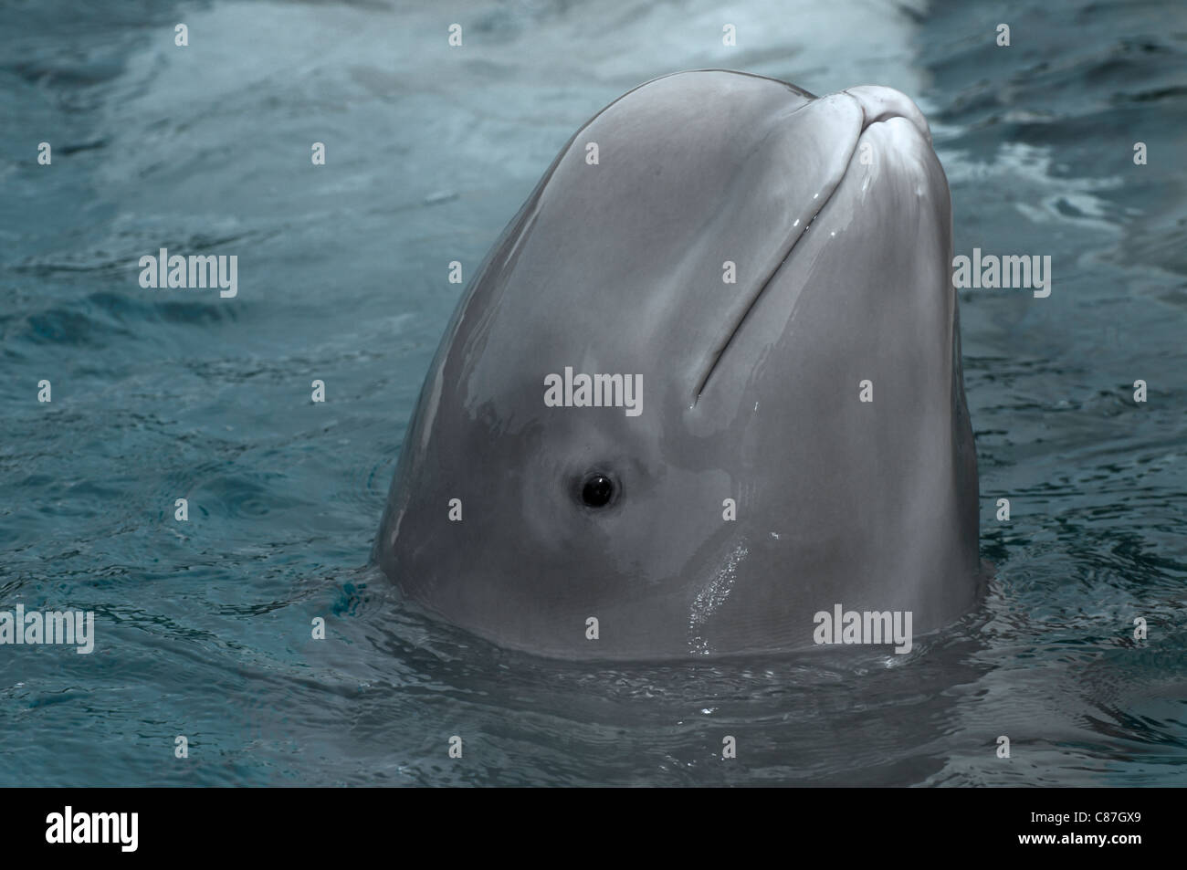Bebe Ballena Beluga Fotografia De Stock Alamy