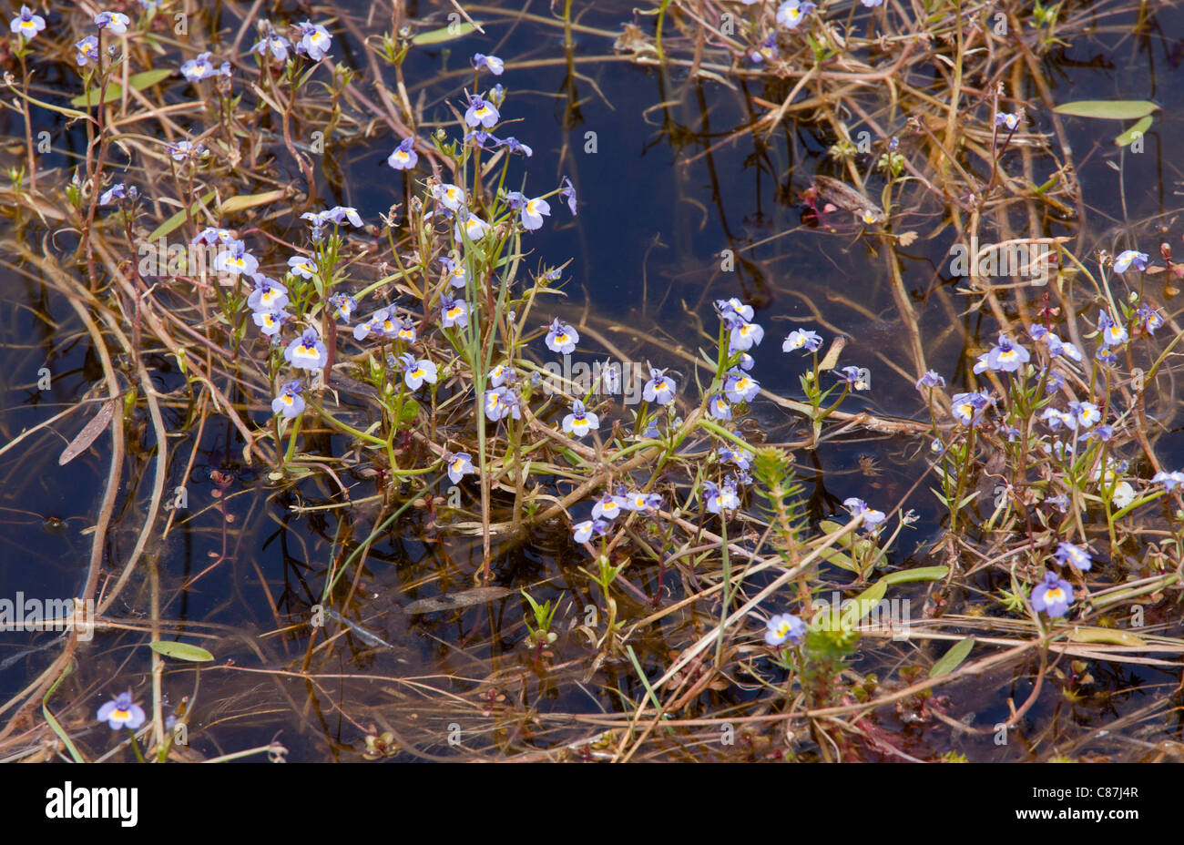 Porterella carnosula Porterella carnosa, en agua, Sierra Valley, California. Foto de stock