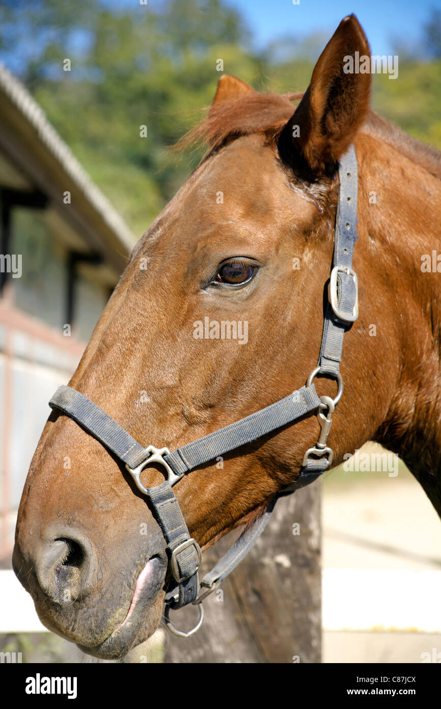 Los caballos de la cabeza, cara, caballo, caballo, equino, ecuestre,  imagen, foto, imagen, halter, de castaño, de acercamiento, de cerca,  doméstico Fotografía de stock - Alamy