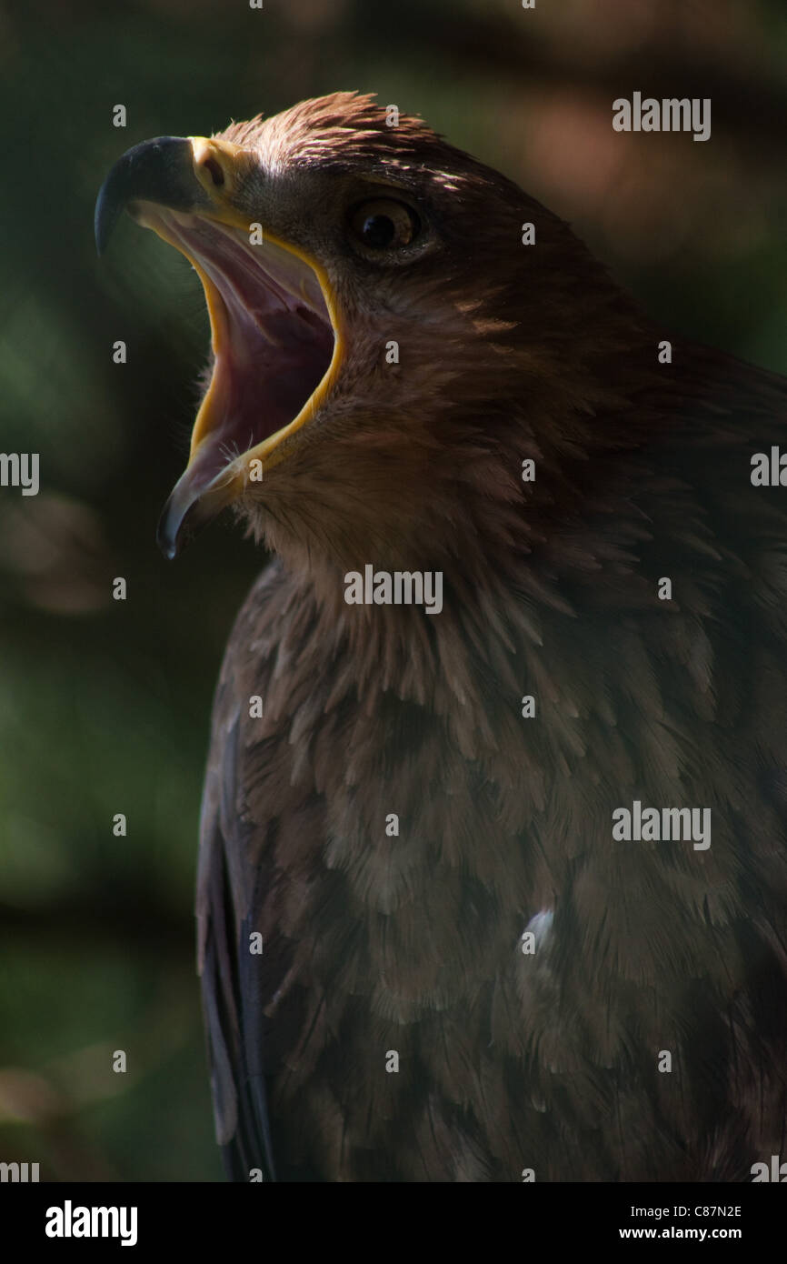 El Buitre Leonado (Aquila rapax) es una gran ave de rapiña. Pertenece a la familia Accipitridae. Foto de stock